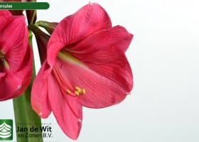 hippeastrum Hercules (3)